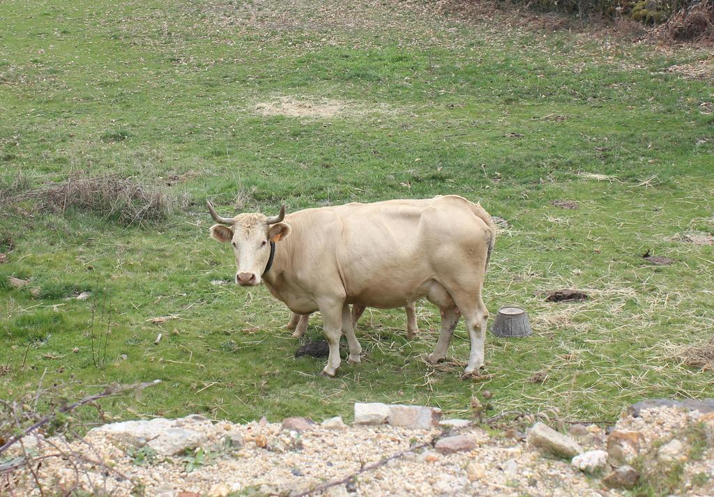 El Payo Casa Rural La Calzada المظهر الخارجي الصورة